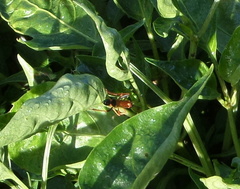 Ctenochares bicolorus