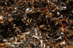 Eccremidium pulchellum