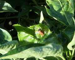 Ctenochares bicolorus