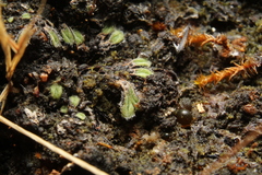 Nostocales