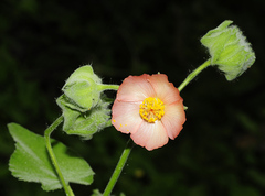 Abutilon hulseanum