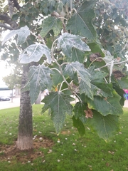 Populus alba