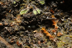 Nostocales