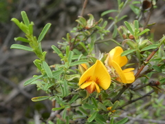Pultenaea