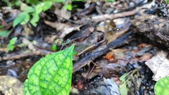 Coeliccia flavicauda