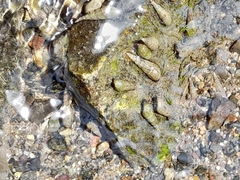 Melanoides tuberculata