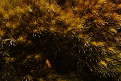 Campylopus australis