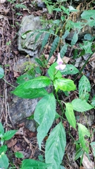 Dicliptera tinctoria