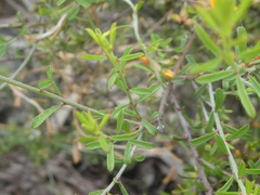 Pultenaea