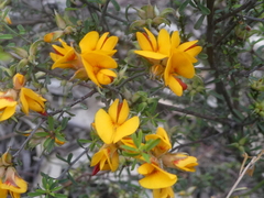 Pultenaea