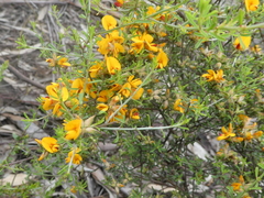Pultenaea