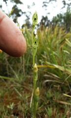 Pterostylis bicolor