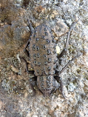 Talaurinus suttoni