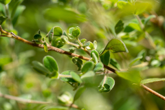 Pimelea altior