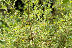 Pimelea altior