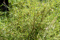 Pimelea altior