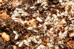 Riccia spongiosula