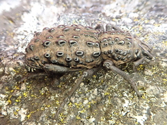 Talaurinus suttoni