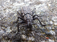 Talaurinus suttoni