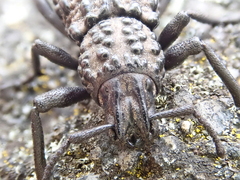 Talaurinus suttoni