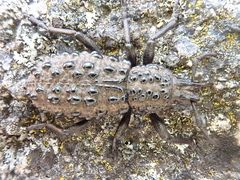 Talaurinus suttoni