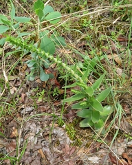 Crassula capitella subsp. nodulosa image