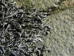 Fucus ceranoides