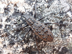 Talaurinus suttoni