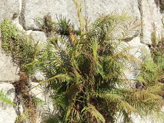 Pteris vittata