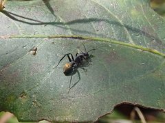 Camponotus aeneopilosus