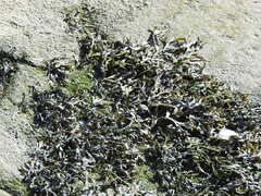 Fucus ceranoides