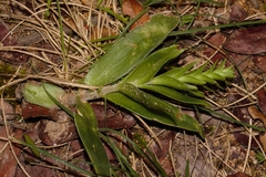 Crassula capitella subsp. nodulosa image