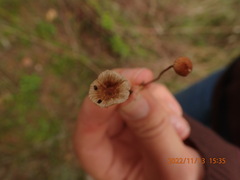 Crinipellis scabella