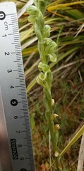 Pterostylis bicolor