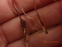 Crinipellis scabella