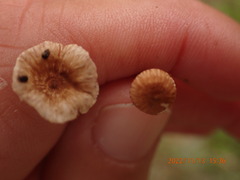 Crinipellis scabella