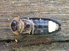 Atyphella scintillans