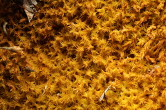 Triquetrella papillata