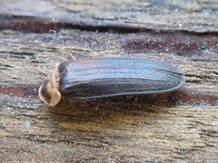 Atyphella scintillans