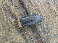 Atyphella scintillans