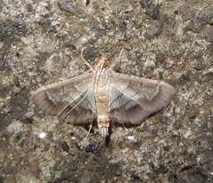 Cnaphalocrocis trebiusalis