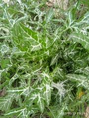 Galactites tomentosus