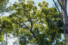 Lophostemon suaveolens