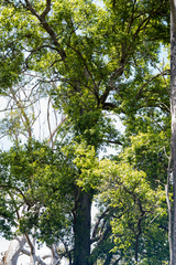 Lophostemon suaveolens