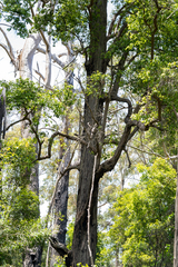 Lophostemon suaveolens