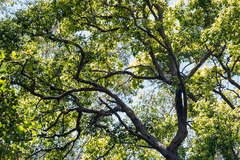 Lophostemon suaveolens