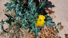 Argemone mexicana