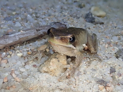 Litoria