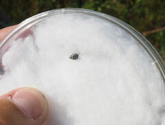 Coccinula quatuordecimpustulata