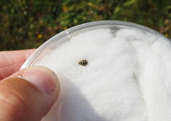 Coccinula quatuordecimpustulata